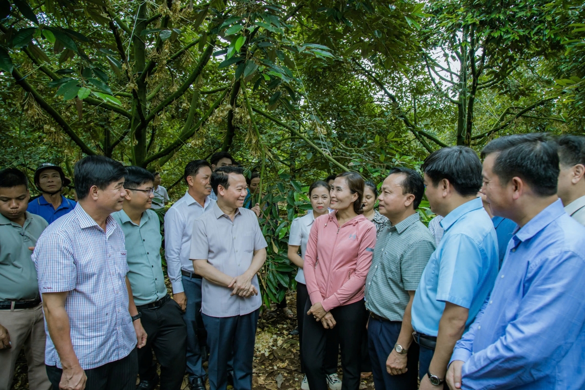Dak Lak ân geh nau hun hao nau kan tăm sầu riêng nâp nâl