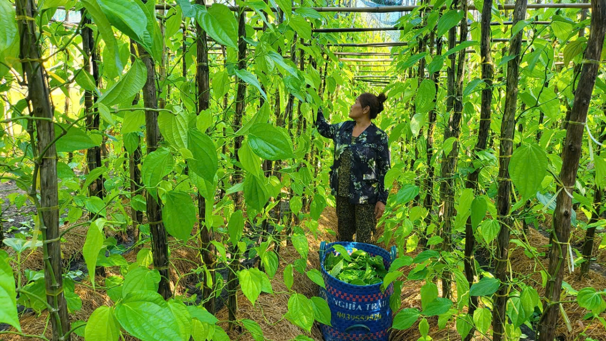 Với một công trầu, mỗi năm bà con có thu nhập từ 100 triệu đồng trở lên