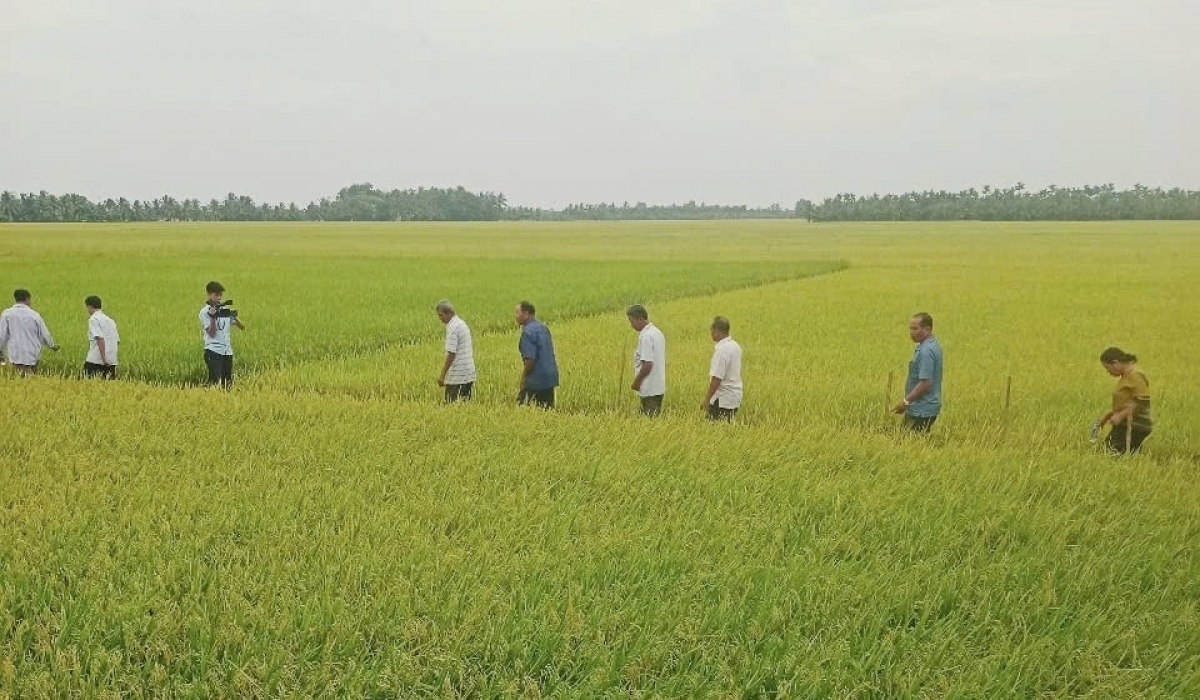 Trà Vinh pambak praong bruk ngak padai takik tathuak nerak