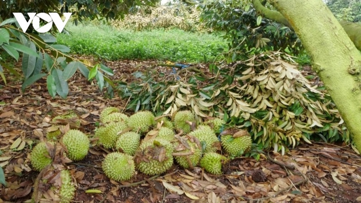 Hajan haong hangin ngak druh rilo baoh durian
