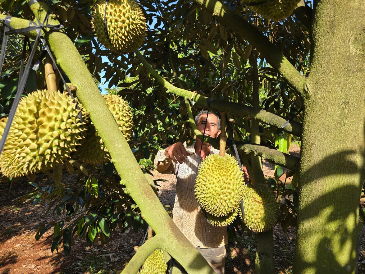 Geh sơngka sền gàr di bơta chài dong ală plai sầu riêng lơh geh bơta niam mờ cồng nha lơh geh uă