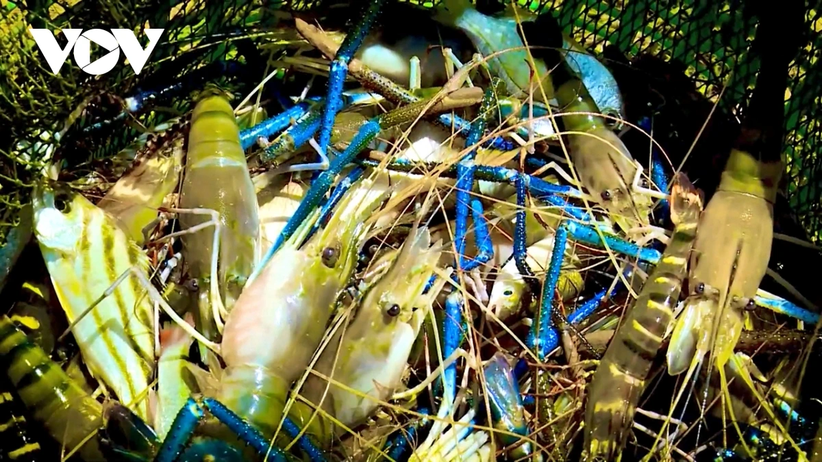Hadang giraong hijao ala takai hamu padai huu co