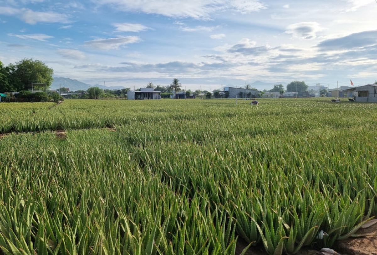 Bhum pala nya ndam di phuong Văn Hải