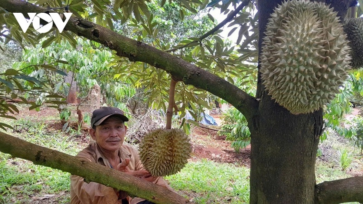 Ong Trần A Lộc duh hatai ka bruk durien pablei tabiak Trung Quoc hu jru vàng O, Cadimi