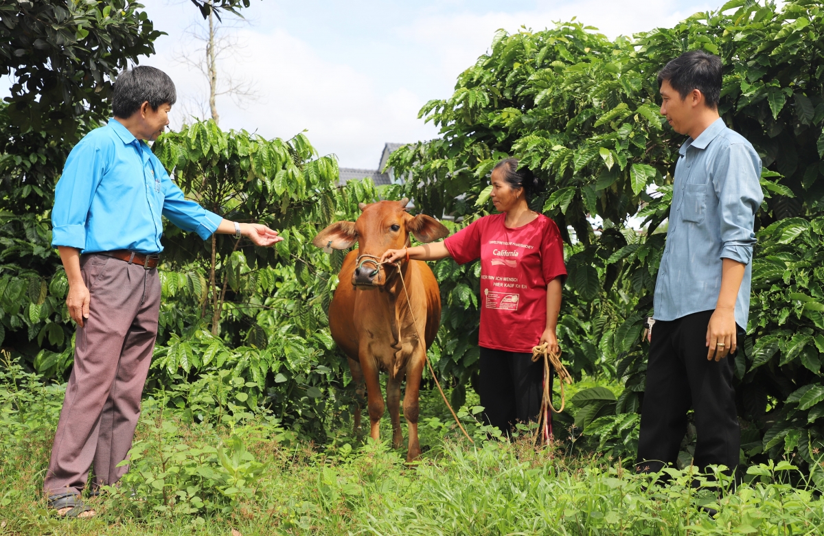 Broă jào kơnrồ ròng ai geh broă lơh làng bol kòn cau Rơđê tàm sàh Tâm Thắng, kơnhoàl Cư̆ Jút geh cồng nha niam
