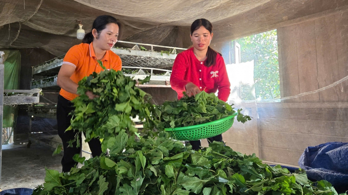 Kuăn cháu tung pơlê hiăng khên pơhlêh túa pêi pêt hdrê loăng, mơnhông cheăng kâ