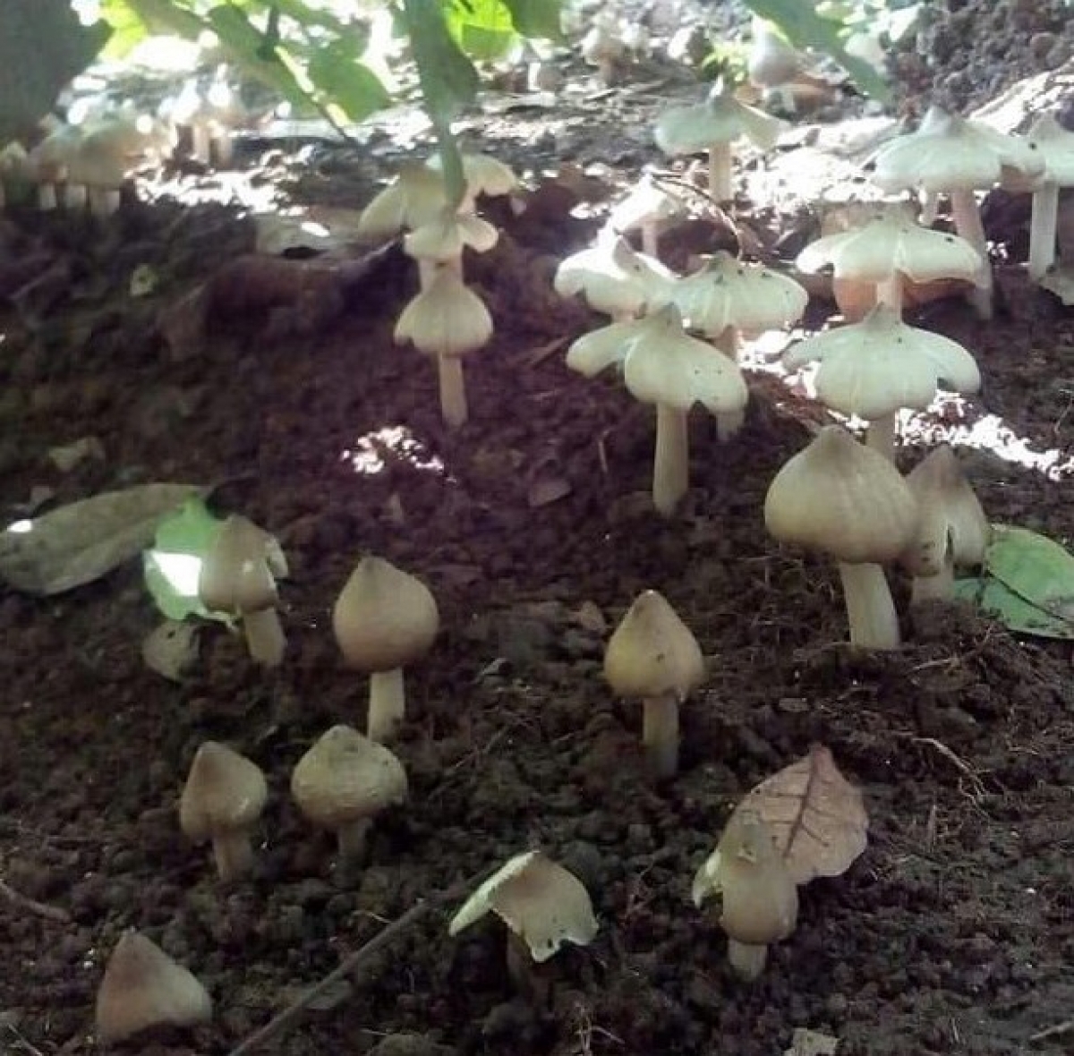 
Bơsềt tềng sùm bŭt tàm suơn mìr, tiah geh uă nha ồm lề, ù sù iò