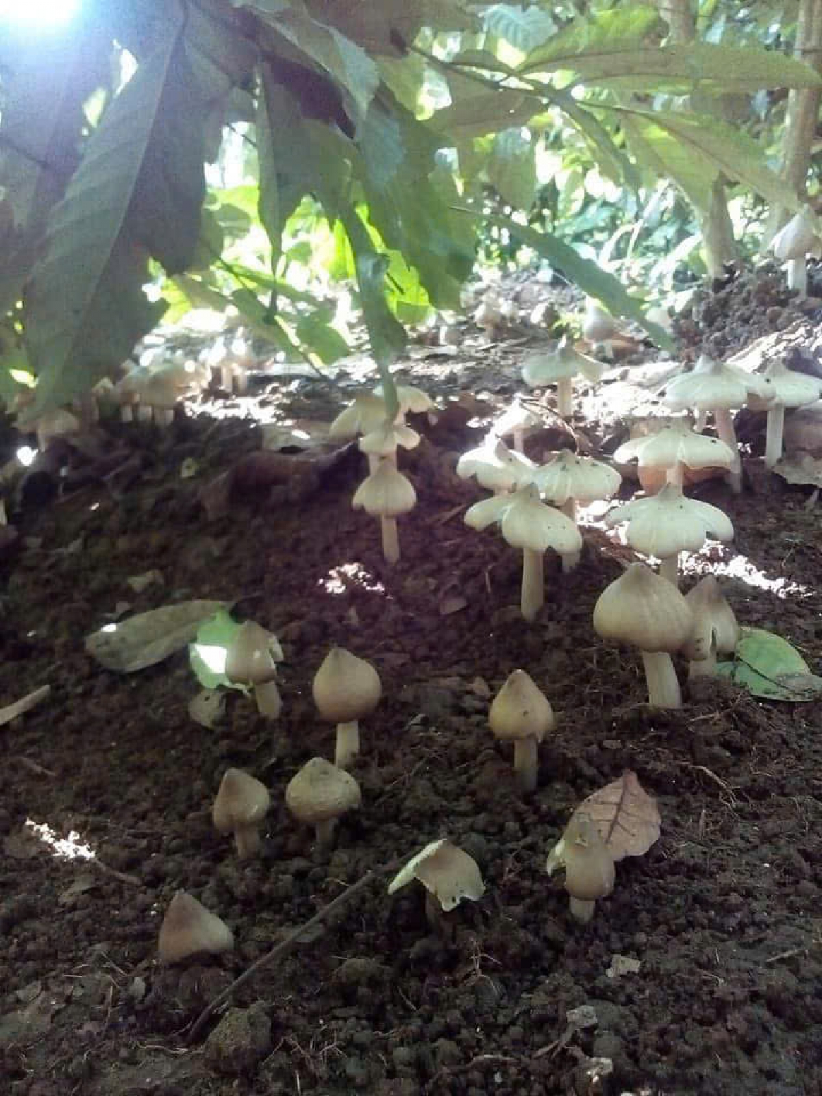 Kơxêt klôa hmâ huăn a chiâk deăng, tíu ki ai hên loăng, tơnêi hngiâm