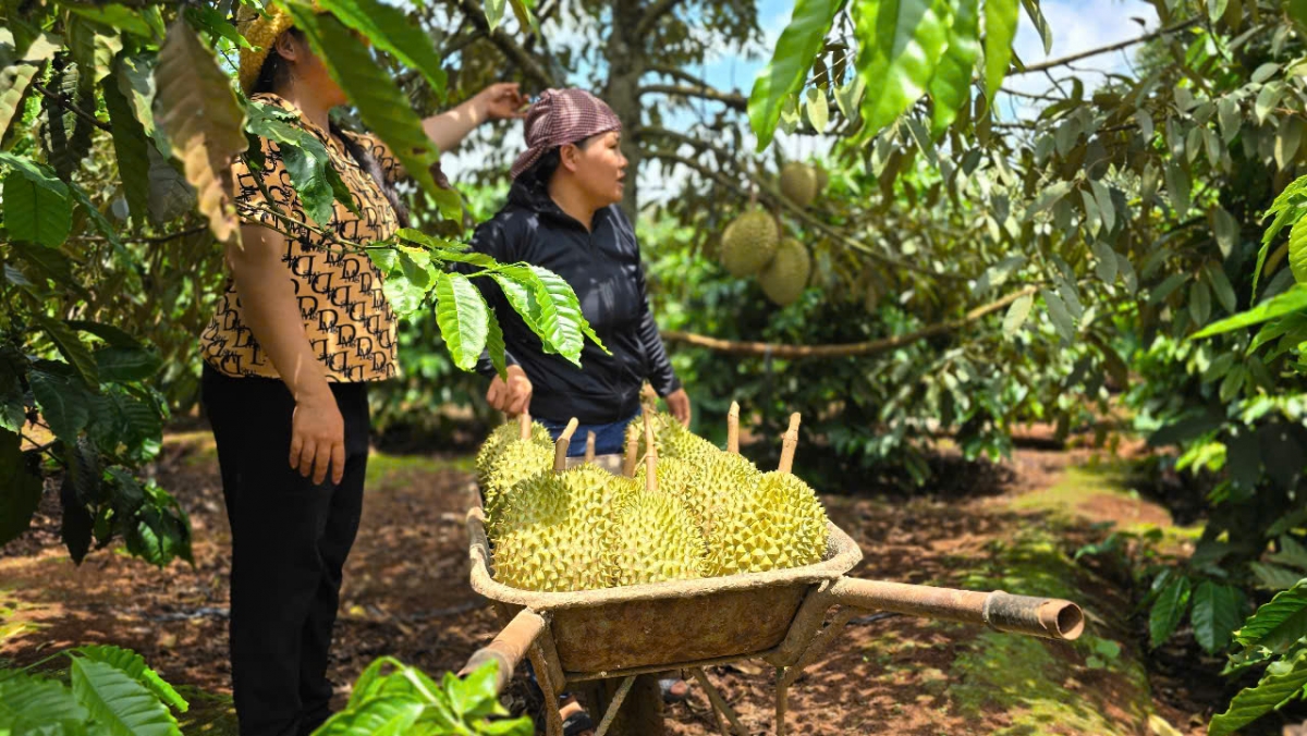 Cau blơi tus tơn tàm sươn nàng koh plai sầu riêng