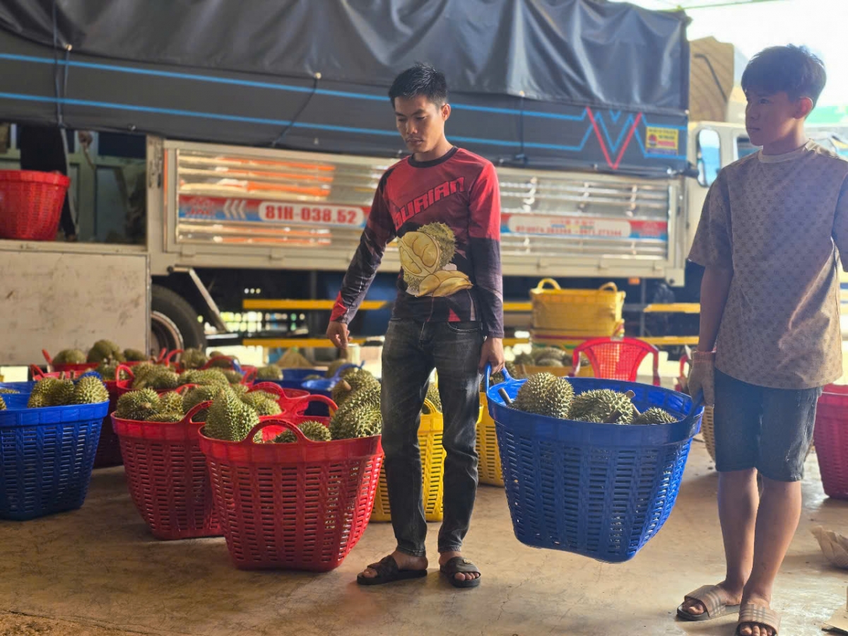 Sầu riêng đei chơ truh tơ̆ dôm hơnih tĕch răt tơ̆ Gia Lai