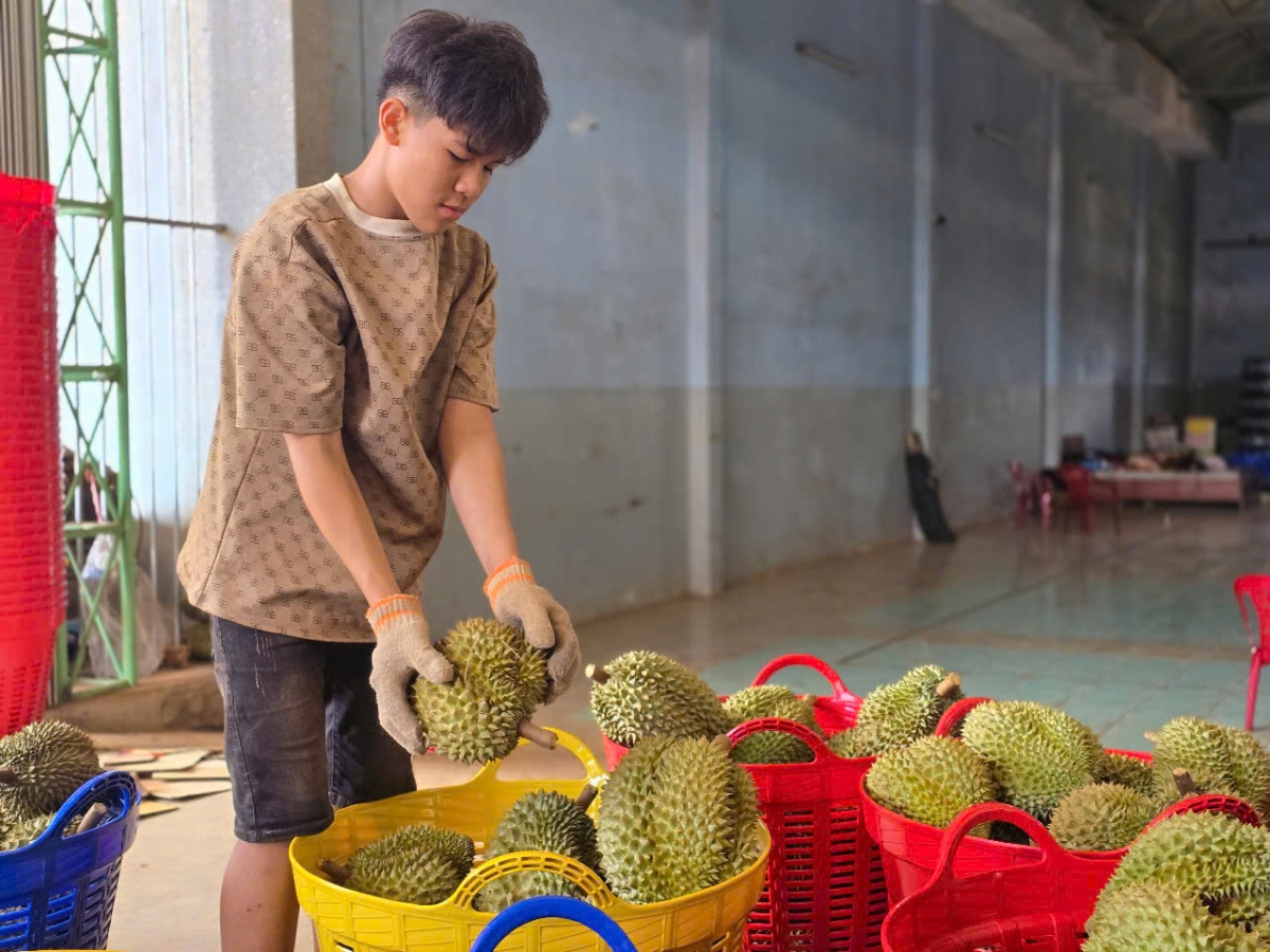 Sầu riêng ƀât blŭng pơyan tơ̆ Gia Lai đei yă tĕch đơ̆ng 55.000 truh hlŏh 70.000 hlak jên kiơ̆ rim kơloăi