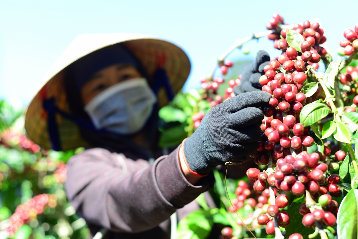 
Yua pơgang vei lăng ‘long pơtăm đei hơnăp jang tơgop hơtŏk ‘lơ̆ng cheh phe