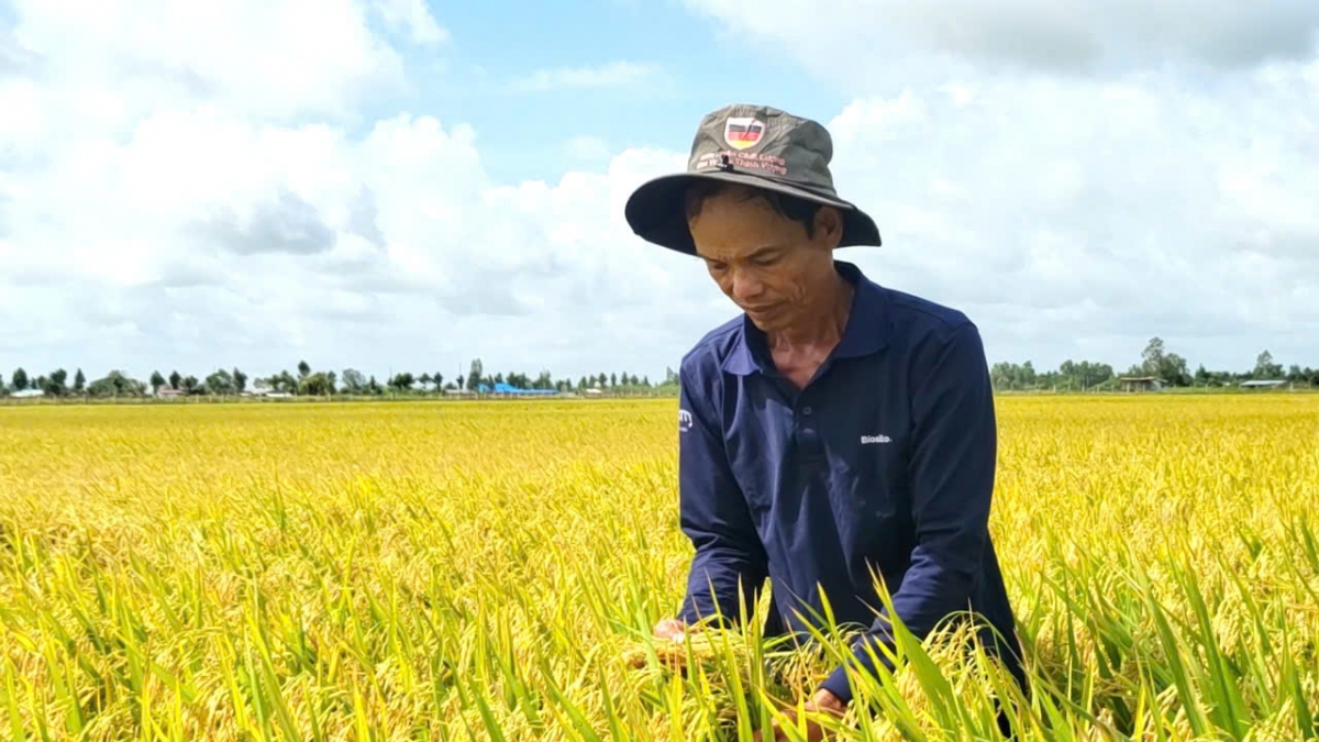 Tổ khuyến nông cộng đồng giúp nông dân tỉnh Hậu Giang giảm được nhiều chi phí, thu được lợi nhuận cao hơn
