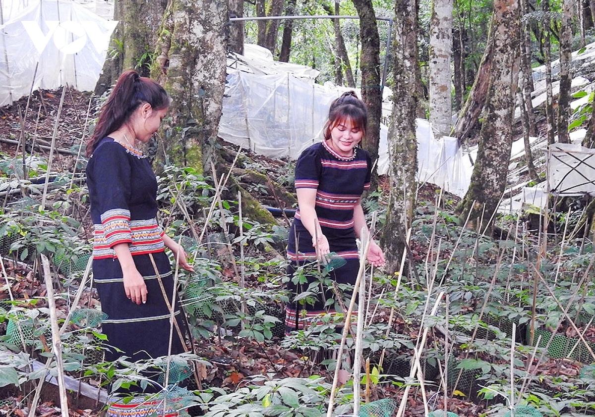 Vườn sâm Ngọc Linh trên núi Ngọc Linh, thuộc địa bàn huyện Tu Mơ Rông, tỉnh Kon Tum.