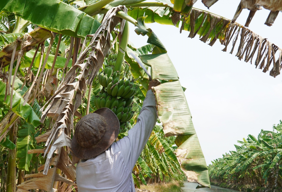 Urang ngak nong huyen U Minh Thượng jaoh patei