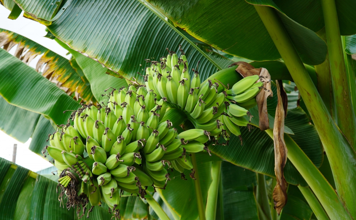  Rahra pala phun patei siem lahik takik jien khak drak, takik lahik prein raong