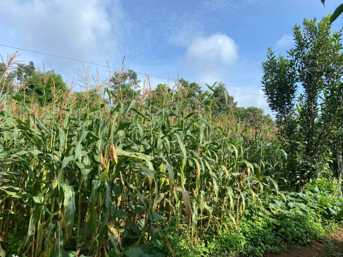 Sươn tơngời lơiang