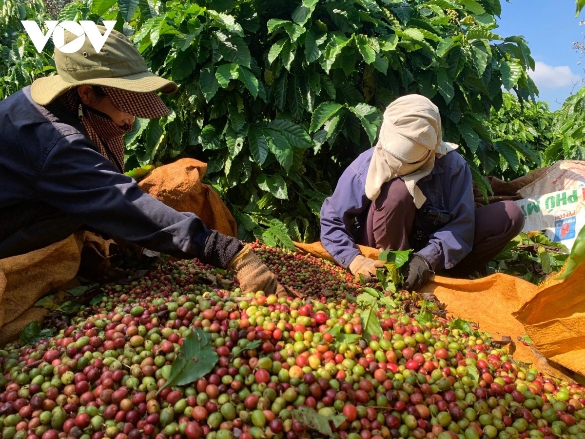 -Ênoh prăk brei čan đru kơ ƀĭng lŏ hma Lăn Dap Kngư hơĭt ai tiê mkra mjing 