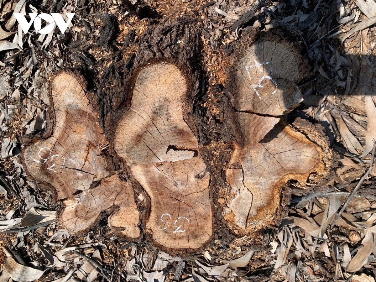 Hiện trường rừng keo lưỡi liềm ở thôn An Lộc, xã Quảng Công (cũ) bị khai thác trái phép.