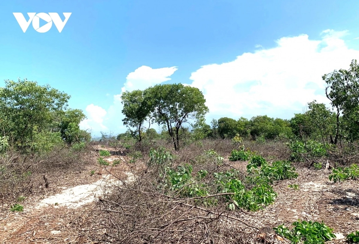 Khu vực rừng phòng hộ ven biển bị chặt hạ.