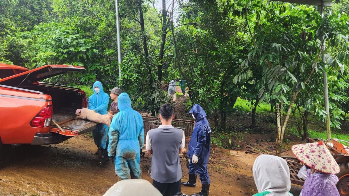 Lâm Đồng thâ pêi pro mâu troăng hbrâ, mơdât pơreăng châi klêa chu Châu Phi.
