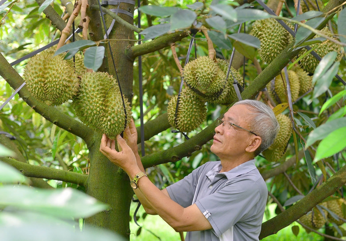 Kriê dlăng kjăp hnơ̆ng tŭ jăk boh durian čar Lâm Đồng dưi mđĭ kơhưmn lehanăn boh tŭ yuôm hlăm wăl anôk ba čhĭ mnơ̆ng kơ ala tač êngao
