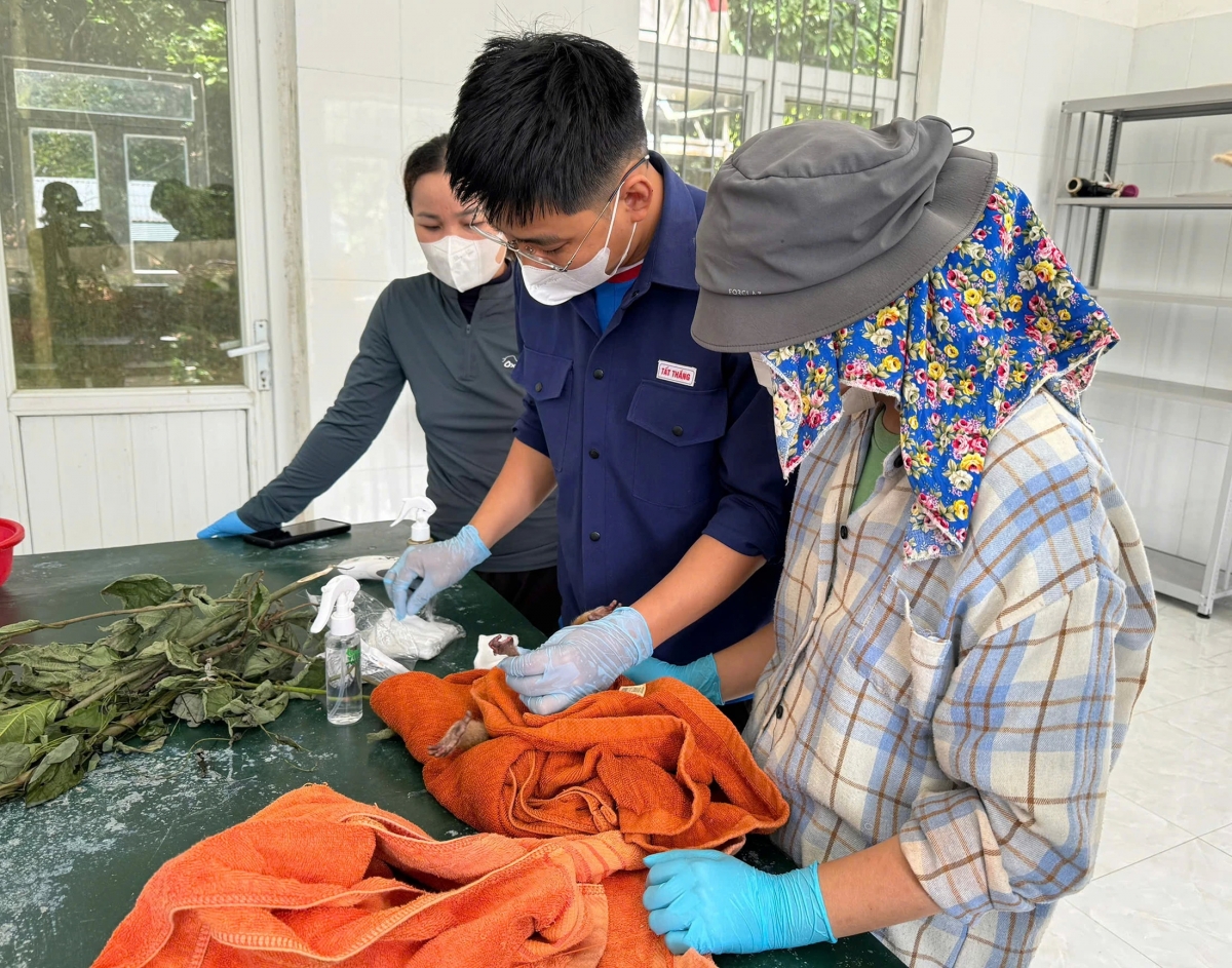 Trung tâm Cứu hộ, bảo tồn và Phát triển sinh vật tiến hành kiểm tra y tế động vật hoang dã - Ảnh: N.H