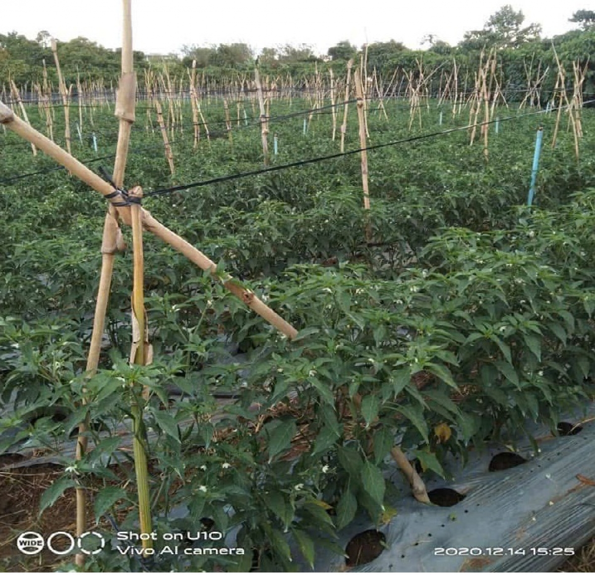 Pơgar hơmrĕ kơ bre klo kăn mŏ Lơ Mu Li Via