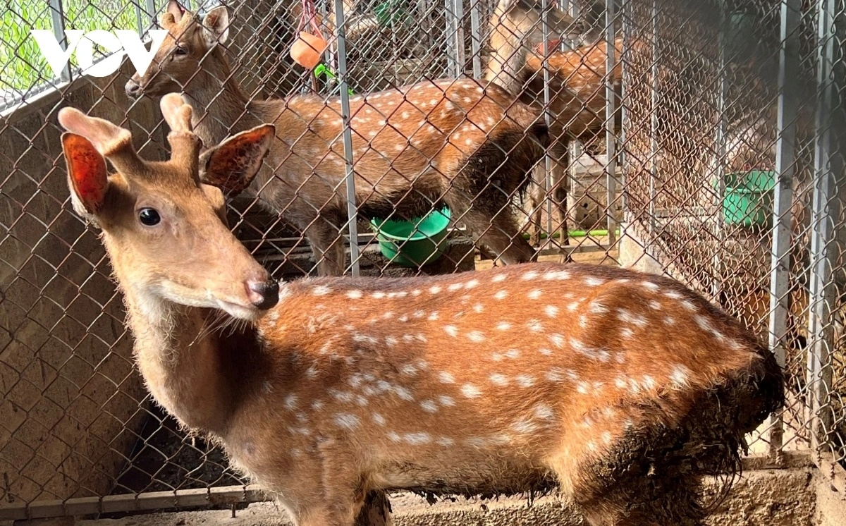 Trang trại nuôi hươu sao của anh Hoàng Đình Thắng