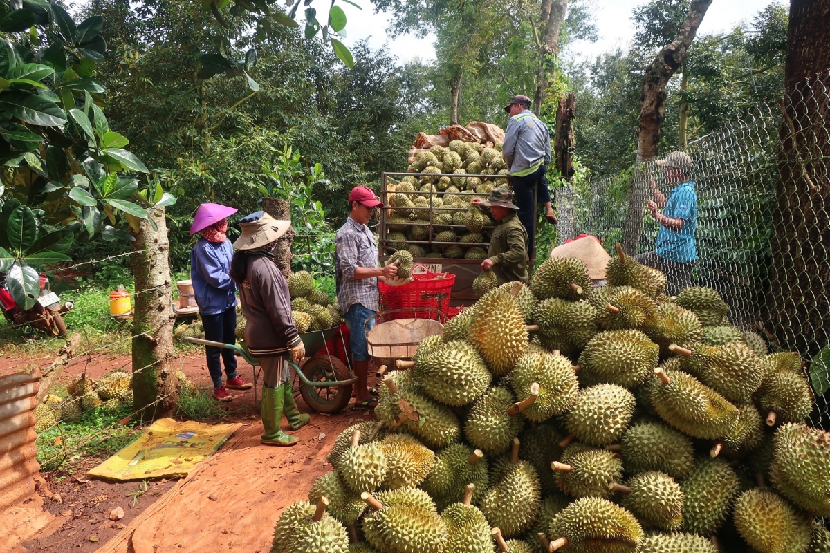 Him lăng bơyan pĕ boh sầu riêng ( durian) thun 2025 ƀơi Dak Lak hơmâo năng ai 292.000 tơn