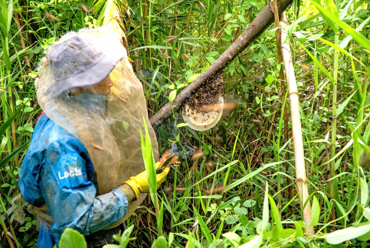 Ông Hiền vào rừng dọn kèo, để ong phát triển