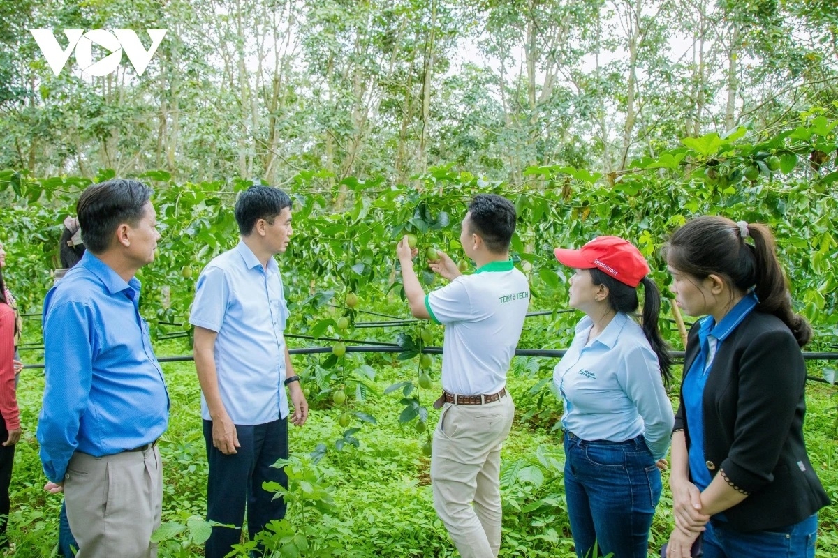 Cán bộ Trung tâm khuyến nông Quốc gia khảo sát một số đơn vị sản xuất giống chanh leo tại Đắk Lắk.