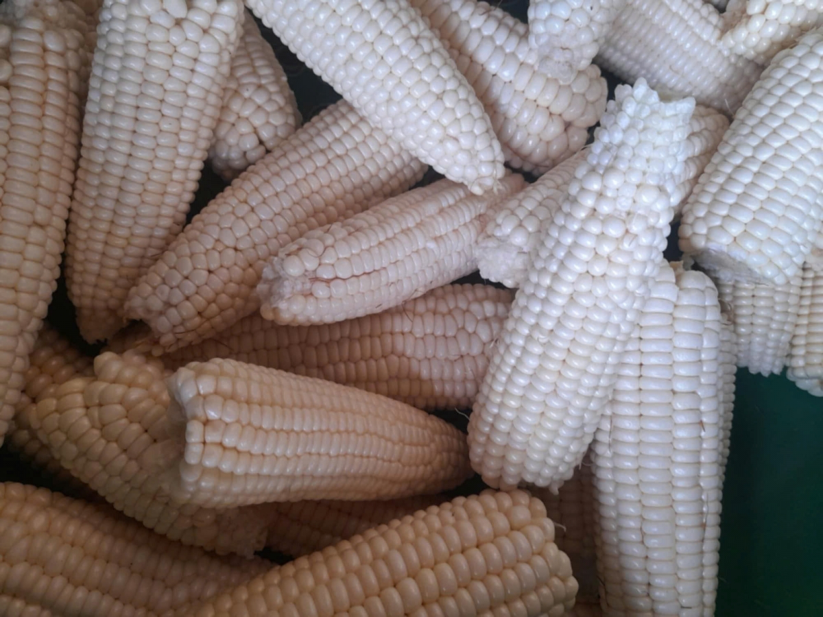 Mbo mhe pâk sĭt mbra brêh dâl gay mât nâm ơm kah
 