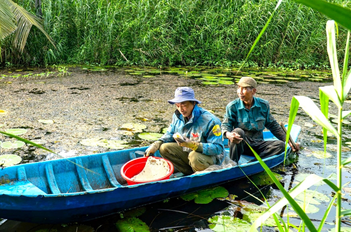 Với những người thợ ăn ong ở rừng U Minh, mùa mưa họ vẫn thường xuyên vào rừng thăm ong và dọn kèo