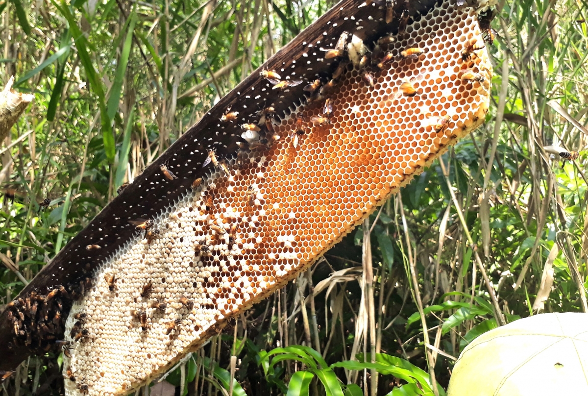 Lấy mật và cắt bỏ sáp ong cũng cần có kỹ thuật để tổ ong phát triển