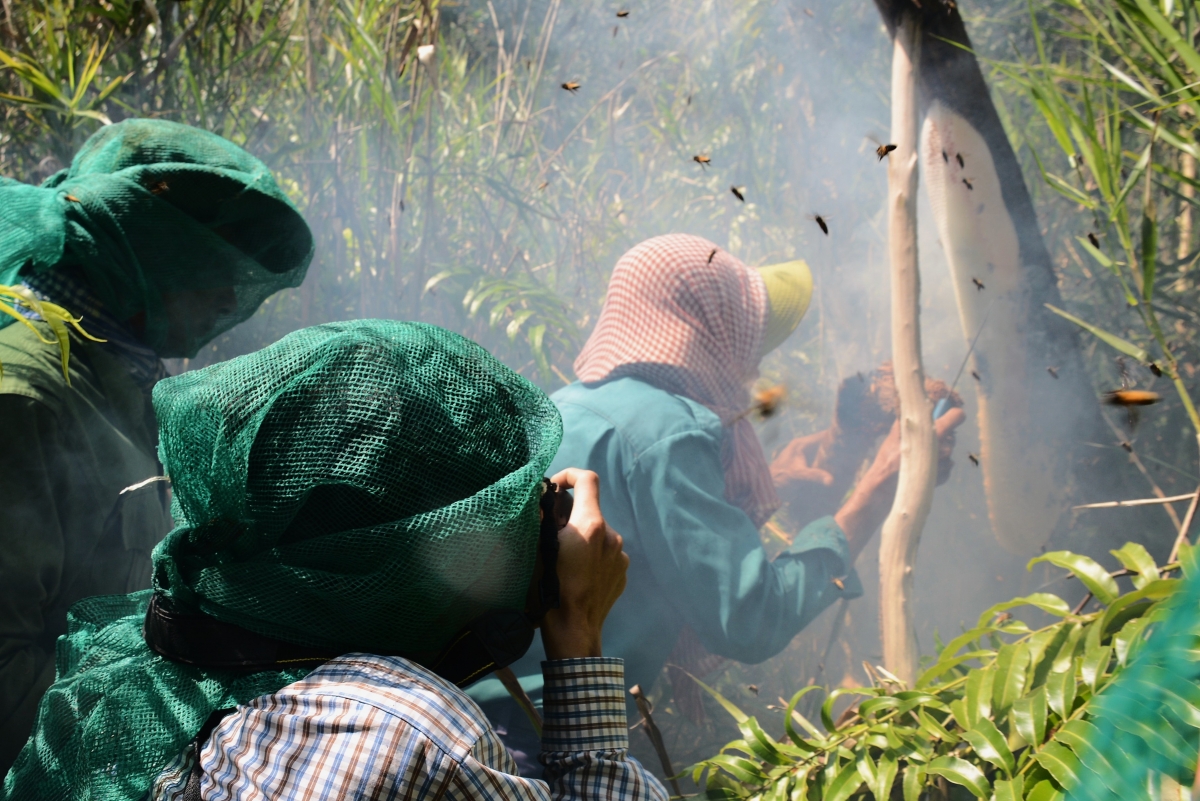 Nghề gác kèo ong là truyền thống nhiều đời của người dân vùng đất rừng U Minh hạ