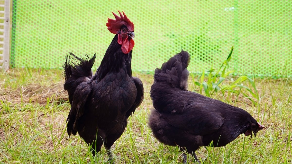 Pajaih manuk juk mabaoh baoh hijau peih tabrak jalan bahrau brei ka urang raong glang, chreih ka mata urang.