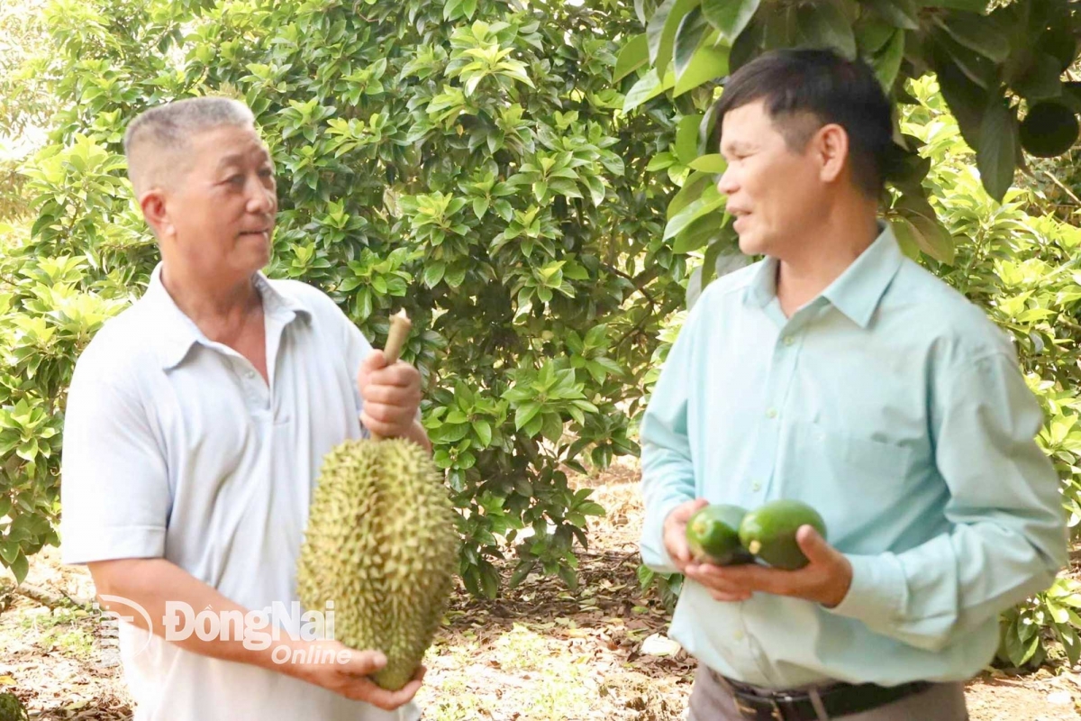 Ong Lý Nàm Sáng (gah iew)- urang ngak mbang pala drak naih joi