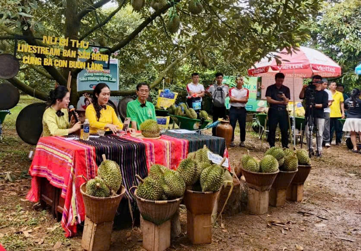 Bí thư Đảng ủy xã Ea Knuêc – wa Ngô Thị Minh Trinh ( ao êr) râng na nê̆ rơh livestream tăch sầu riêng ndrel kônh wa ƀon lan