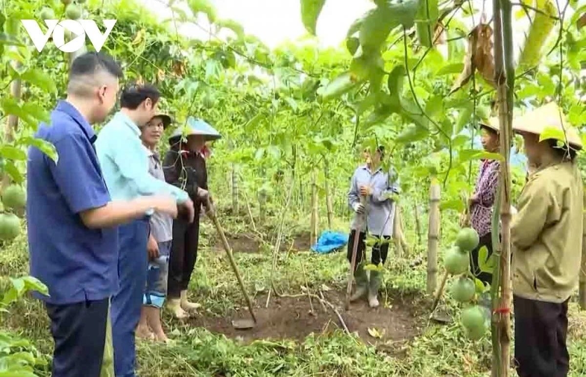 Cán bộ nông nghiệp chuyển giao khoa học kỹ thuật cho bà con nông dân tại vườn chanh leo.