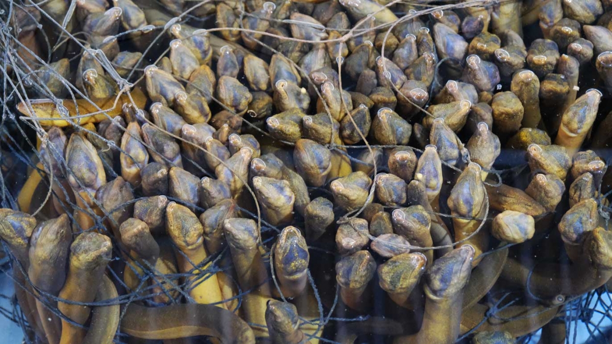 Raong lanung oh hu gluh