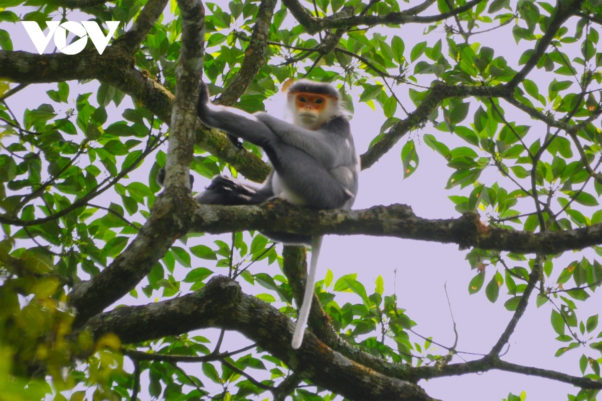 Sa drei Voọc Chà Vá dalam Ben paket Negar Kon Ka Kinh