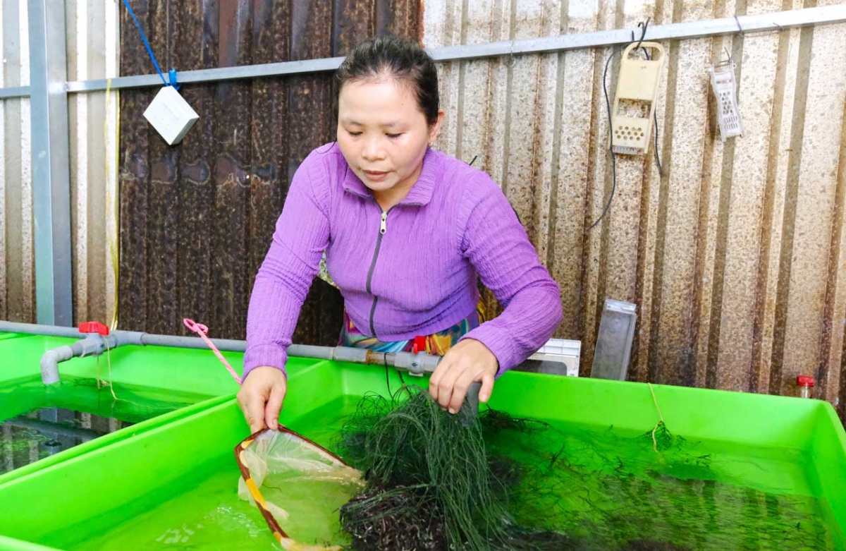 Yaok rai lanung, sa-ai Phượng raong labaih 9 bilan saong brei bhian salih ia danao