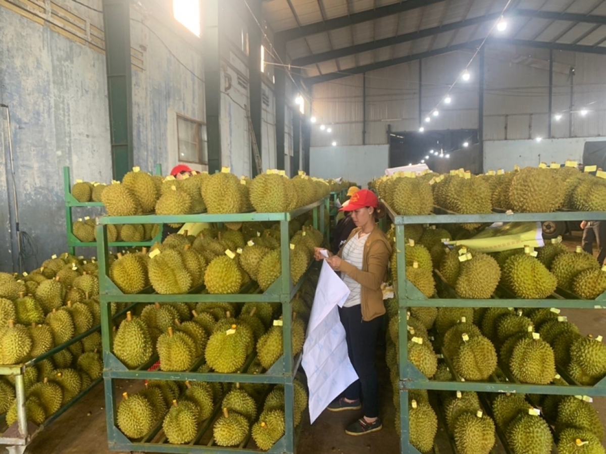 Tơdroăng tung mah kơpong pêt, séa ngăn pêi hôm lĕm krúa plâi sầu riêng ki khât cho tơdroăng mơ-eăm rak ki nhuô̆m dêi kơvâ  cheăng