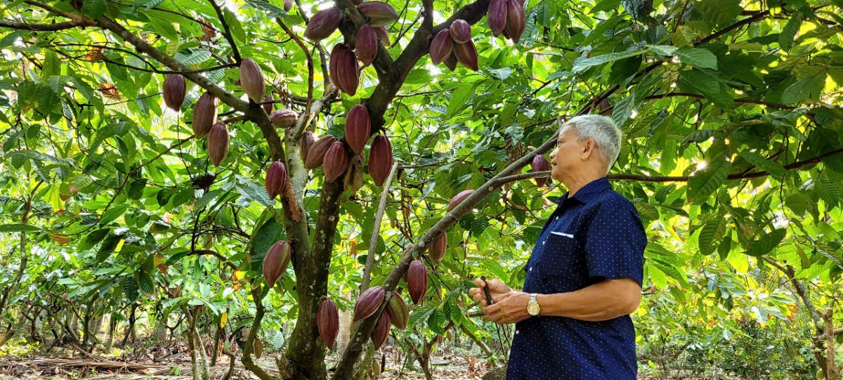 Các địa phương vùng ĐBSCL đều trồng được cây ca cao