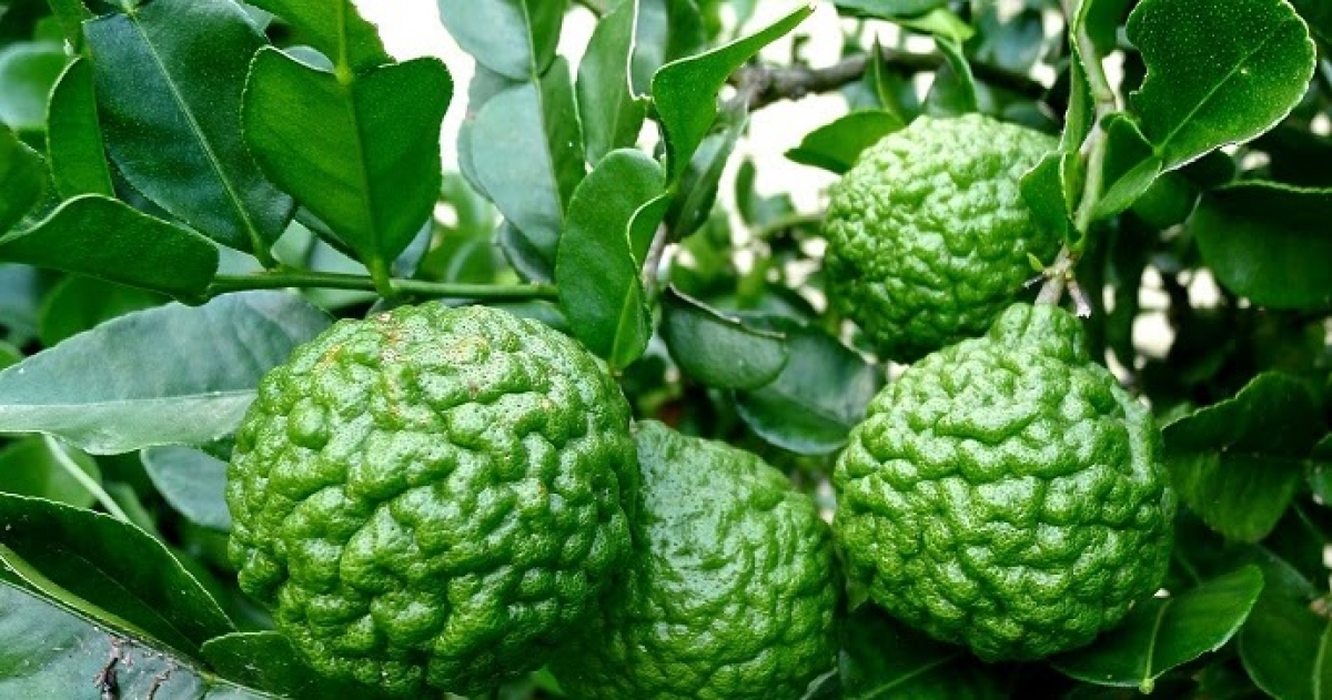 Trái chúc tròn có vỏ khá dày, sần sùi, lúc còn non có màu xanh lục, đến khi chín có màu vàng. Bên trong, thịt trái chúc màu vàng xanh, ít nước, vị the và rất chua.