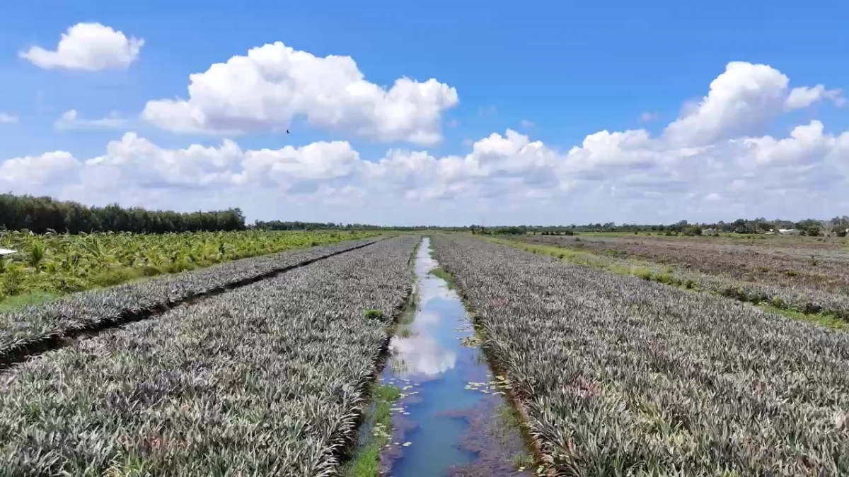 Cánh đồng khóm (dứa) bạt ngàn tại tỉnh Đồng Tháp