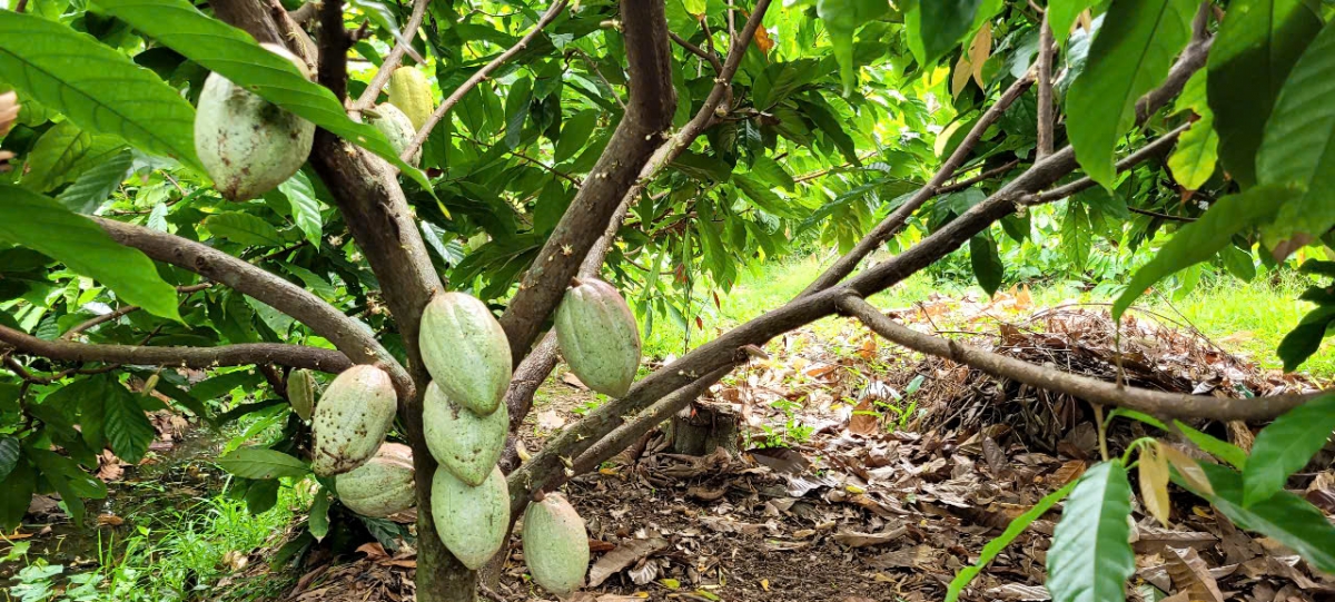 Cây ca cao cho trái vỏ xanh