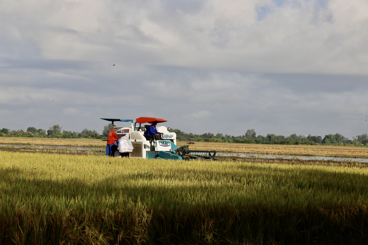 Đề án 1 triệu hecta, định hình lại tư duy sản xuất lúa trong bối cảnh mới
