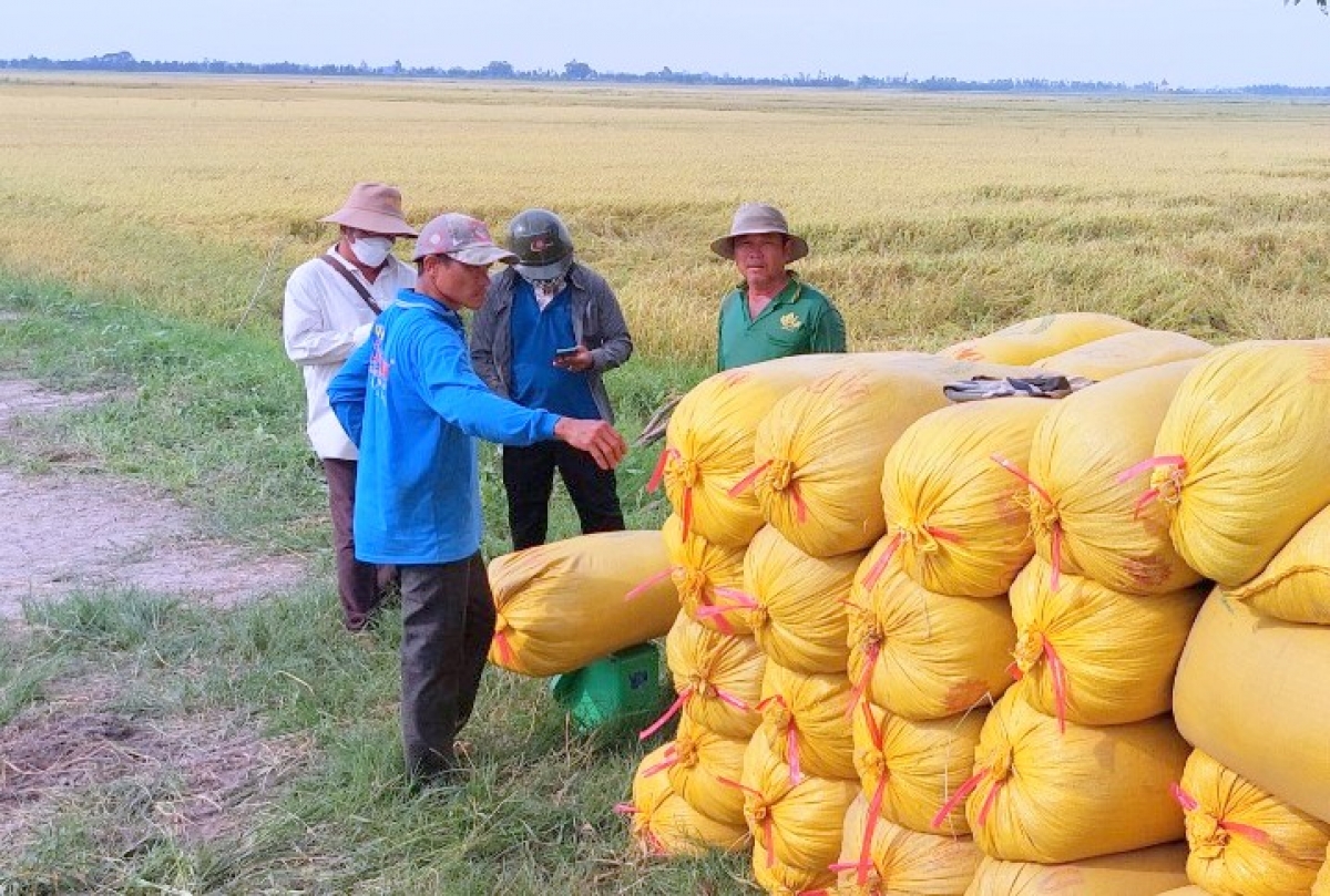 Đề án 1 triệu hecta lúa chất lượng cao, phát thải thấp giữ vai trò nòng cốt của sản xuất lúa gạo